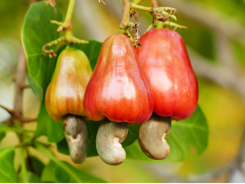 Cashew processing and sorting facility